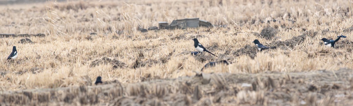 orientskjære - ML647401574