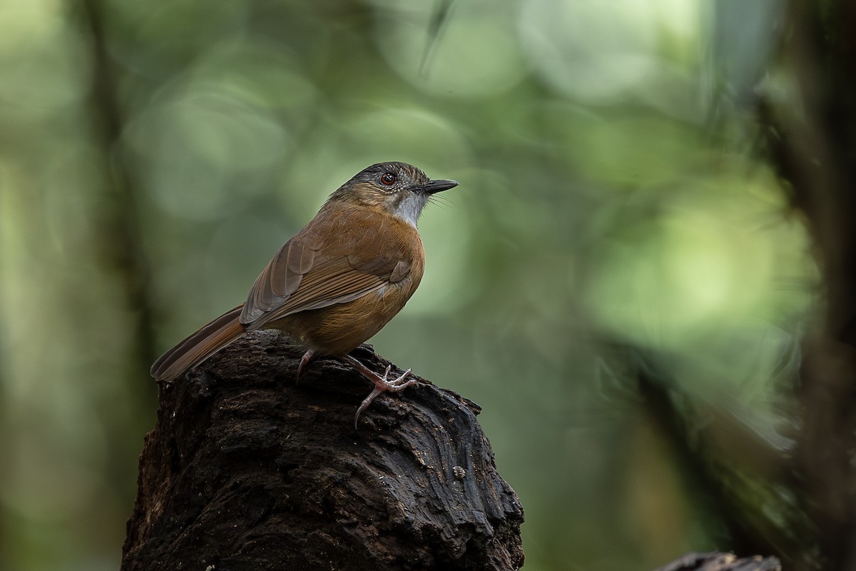 spraglekinntimal - ML647401577