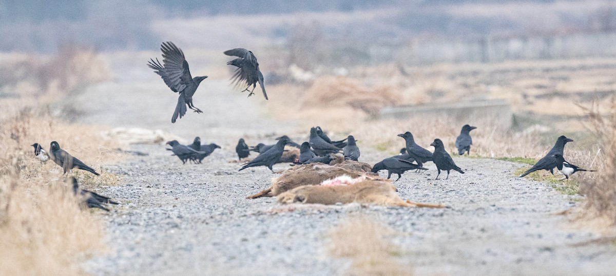 tykknebbkråke - ML647401578