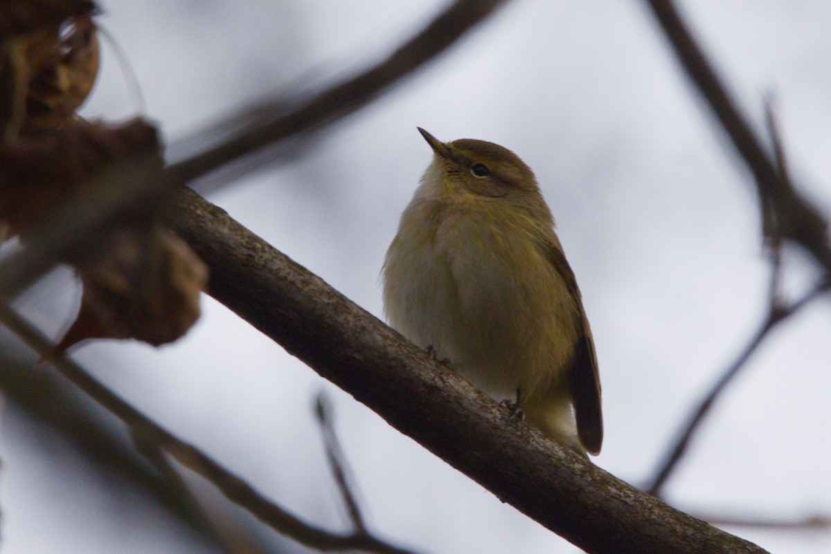 gransanger - ML647401579