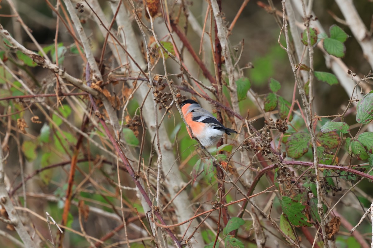 dompap - ML647401580