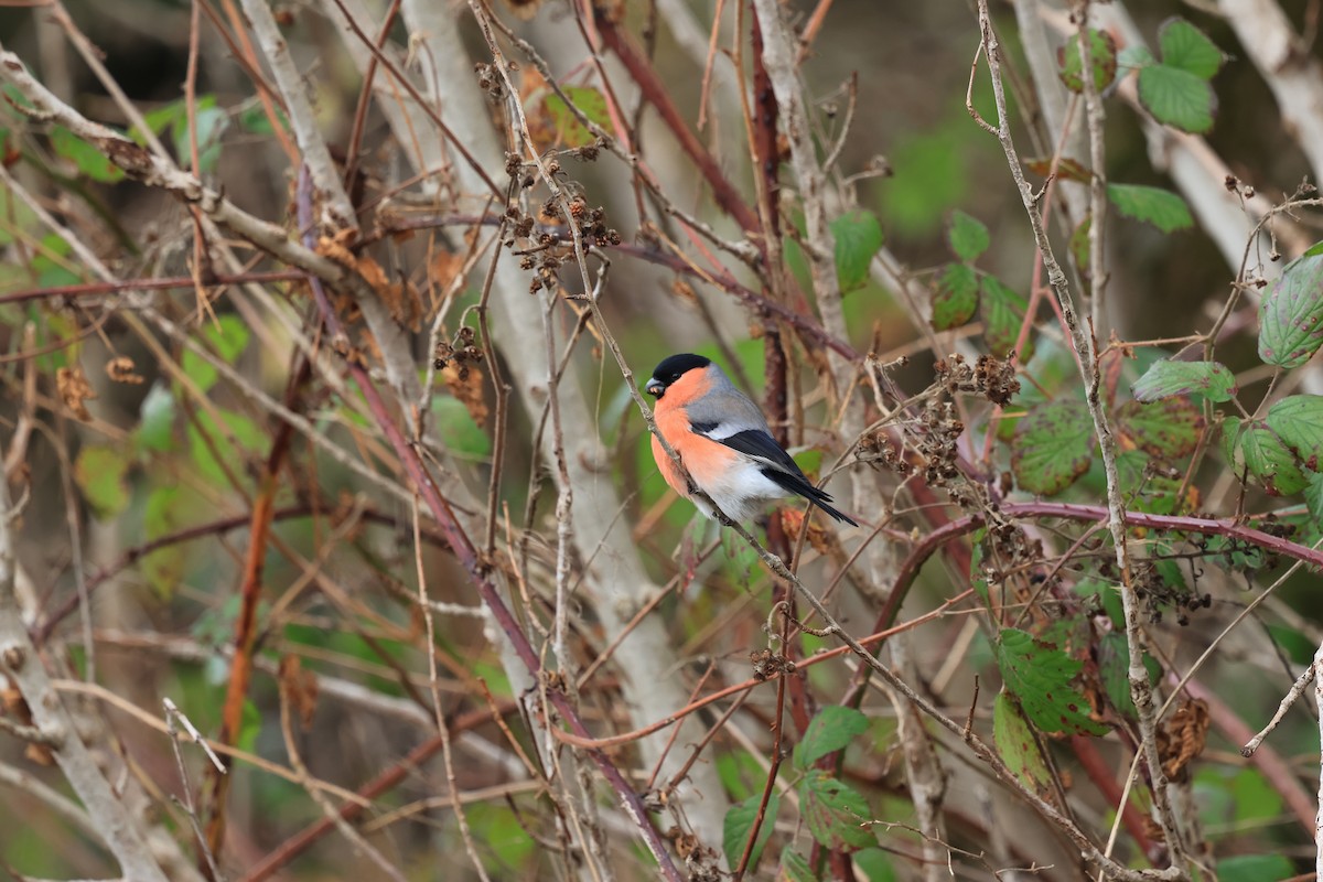 dompap - ML647401581