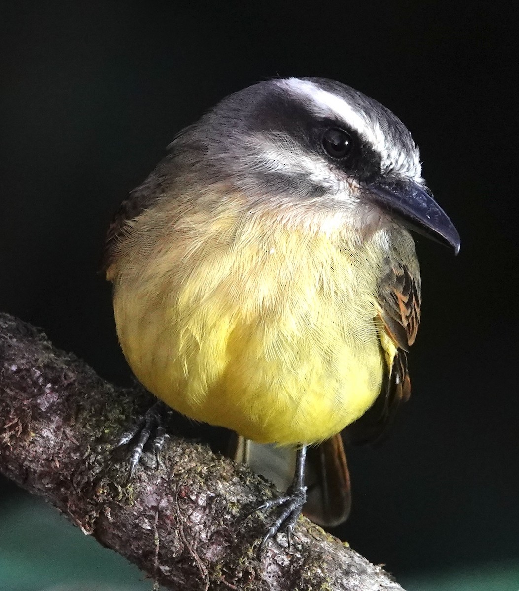 gyllenbuktyrann - ML647401582