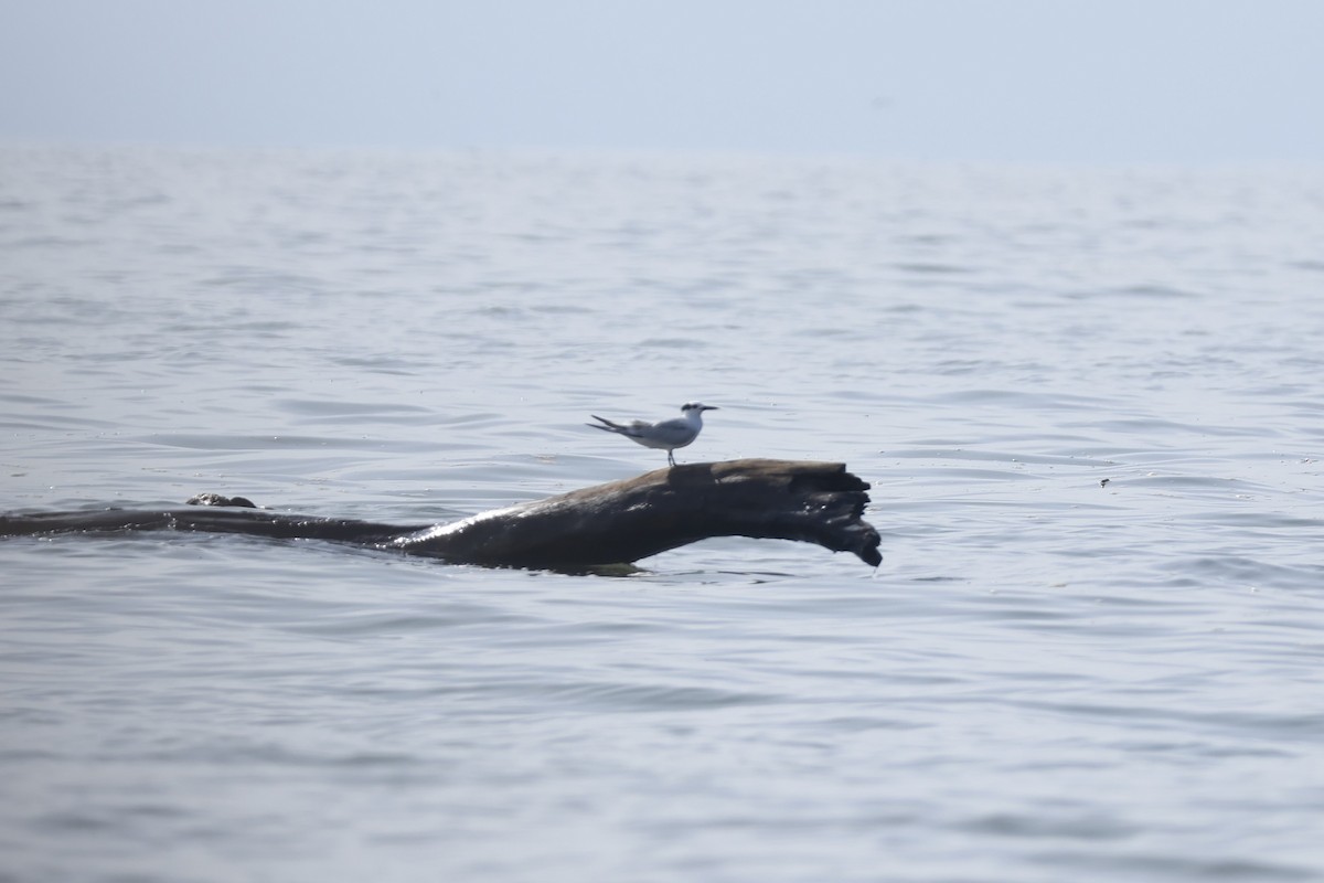 splitterne - ML647401584