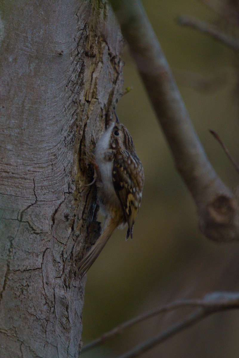 trekryper - ML647401585