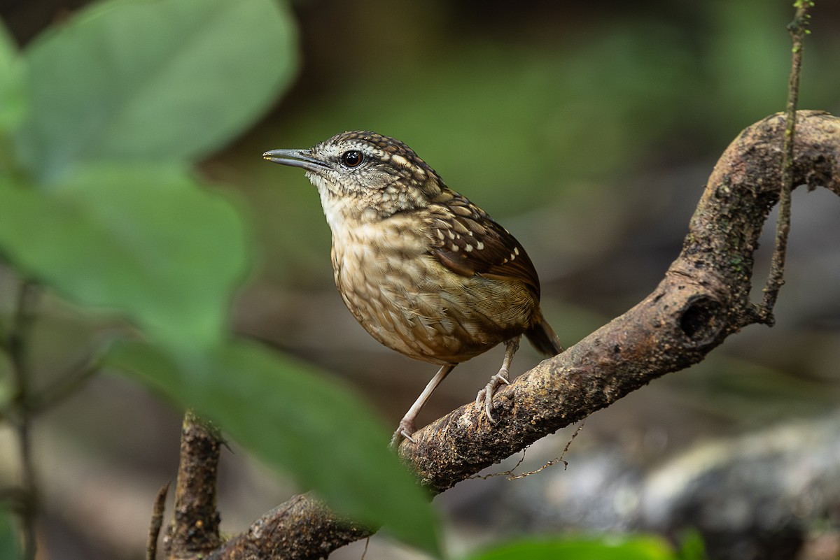 blekbrynmarktimal - ML647401586