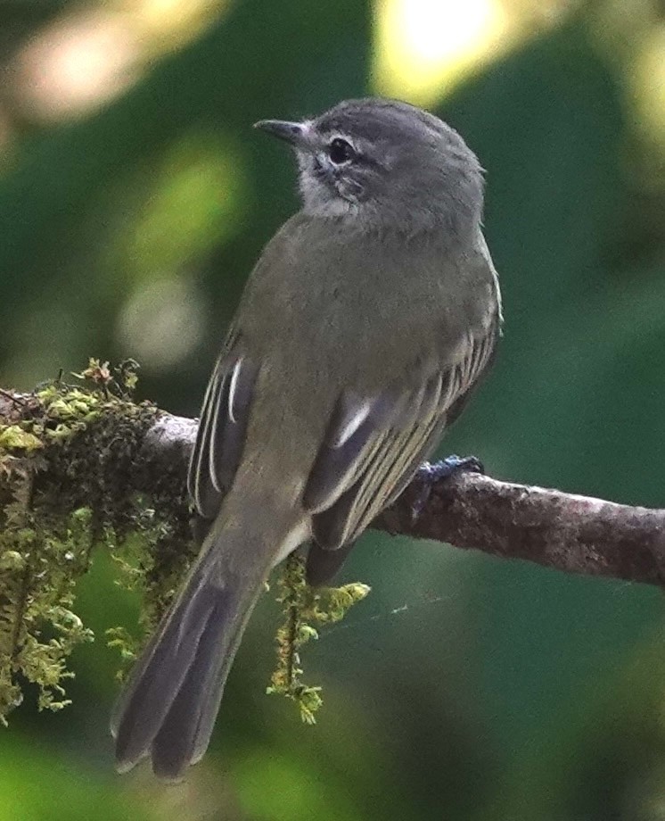 grønnelenia - ML647401587