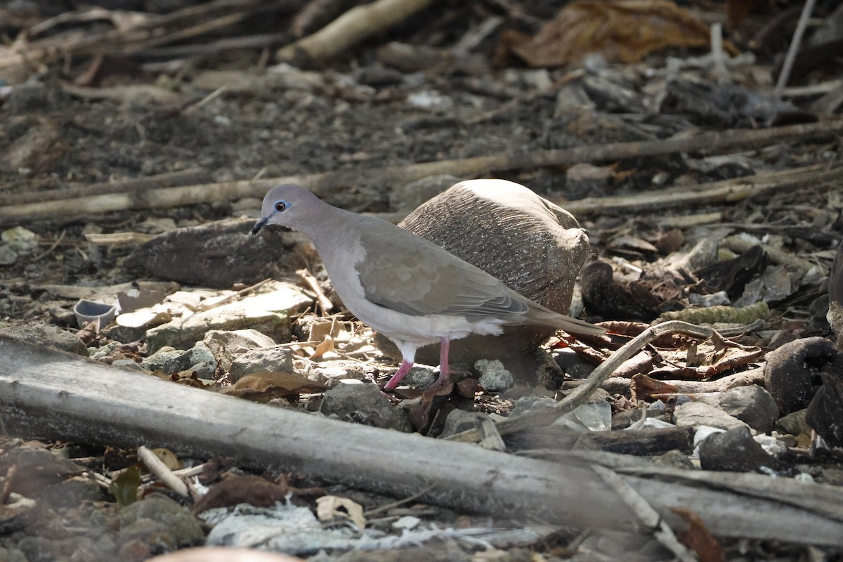 krattdue - ML647401588