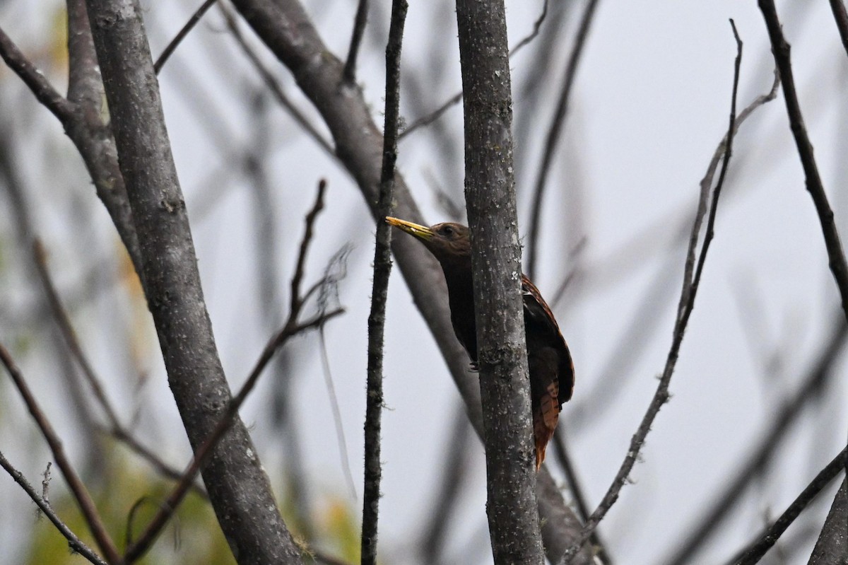 trollspett - ML647401589