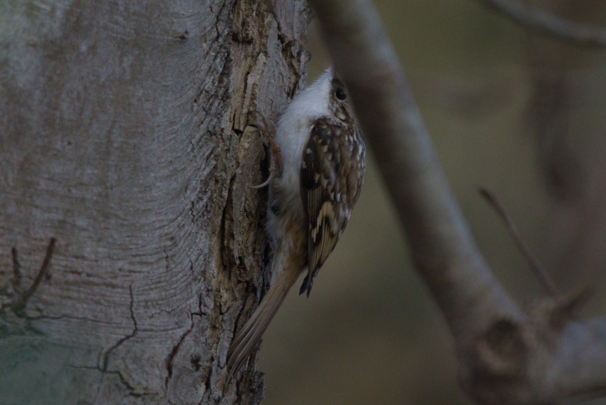 trekryper - ML647401591