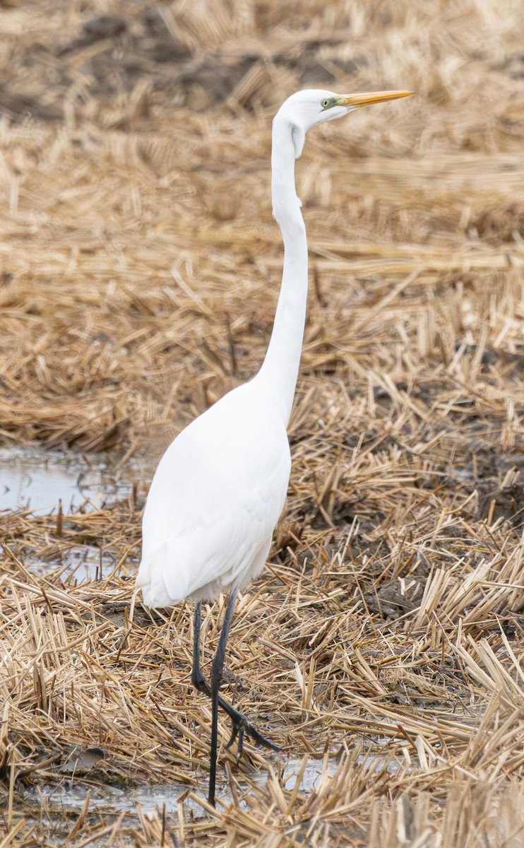 egretthegre - ML647401592