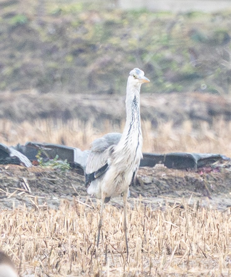 gråhegre - ML647401593