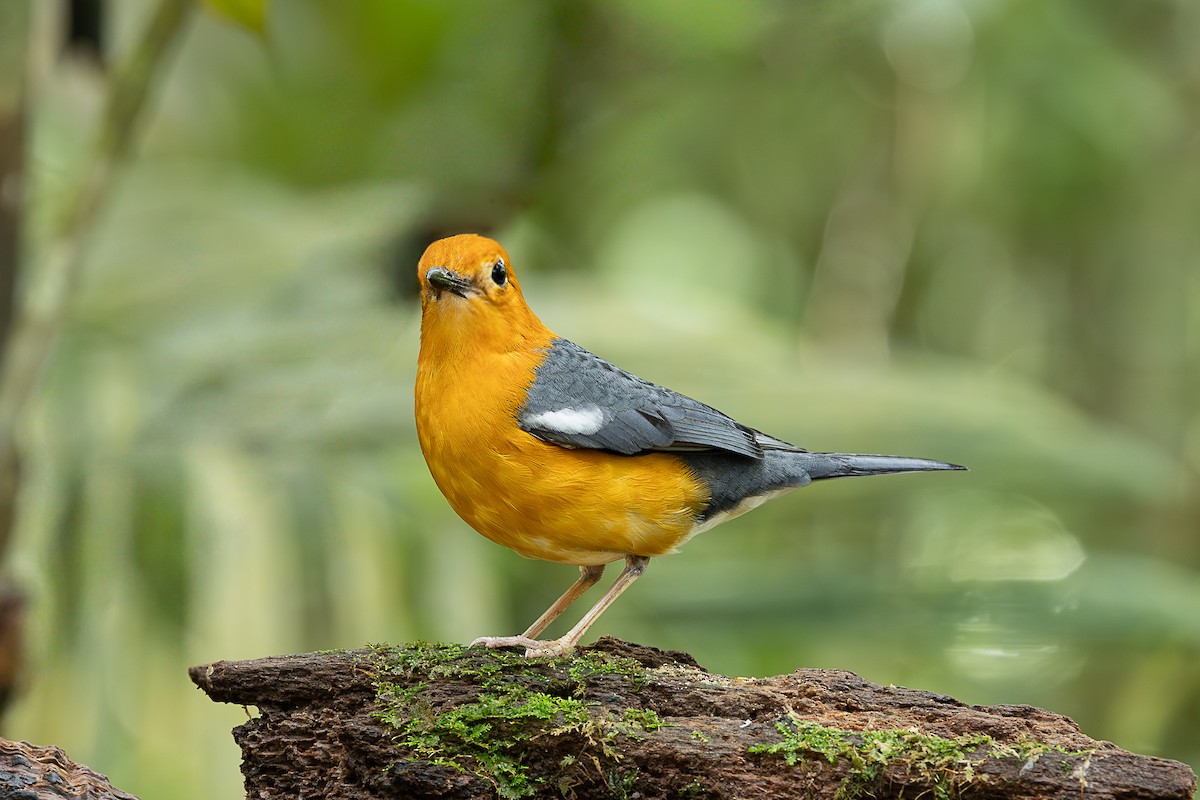 ravtrost - ML647401594