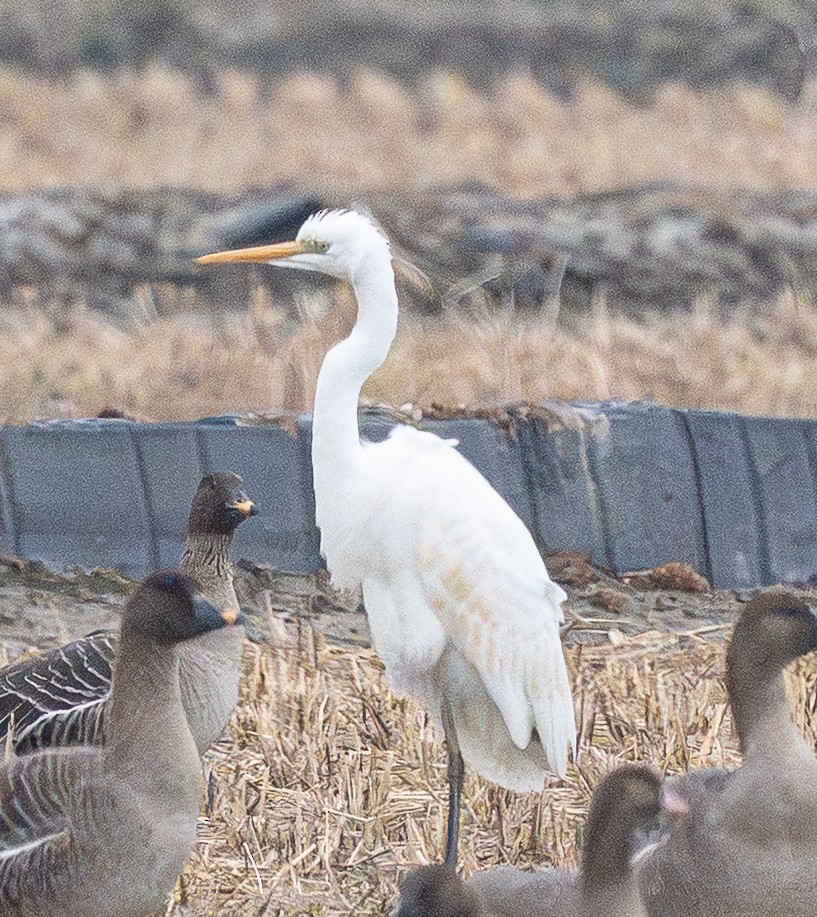 egretthegre (alba) - ML647401595