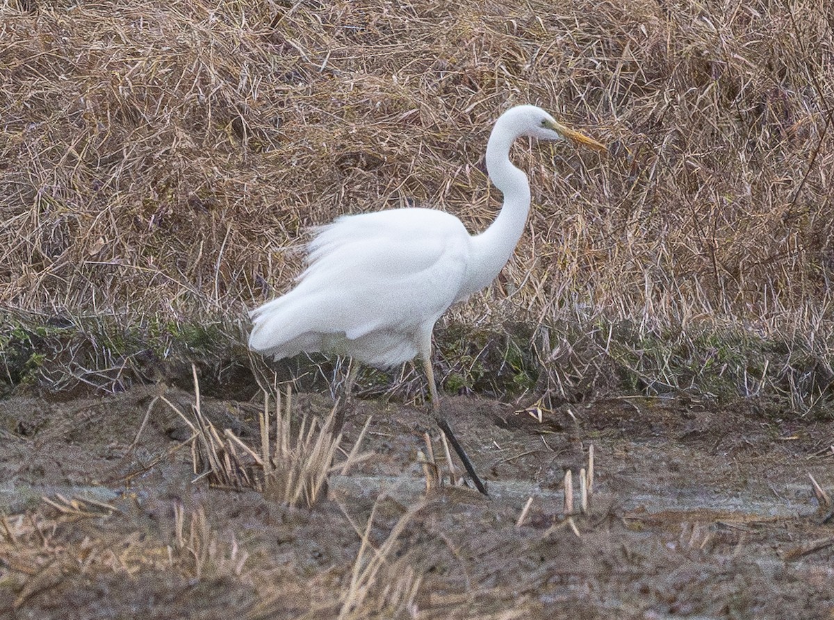 egretthegre (alba) - ML647401596