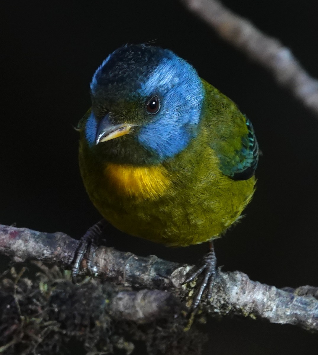 blåkinntanagar - ML647401597