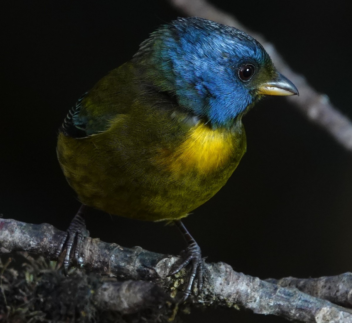 blåkinntanagar - ML647401598