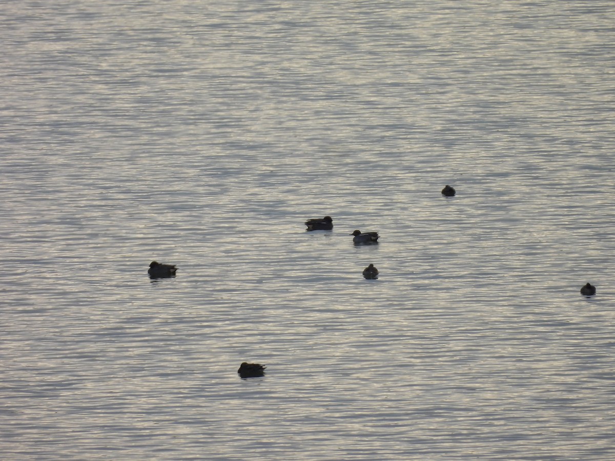 krikkand - ML647401599