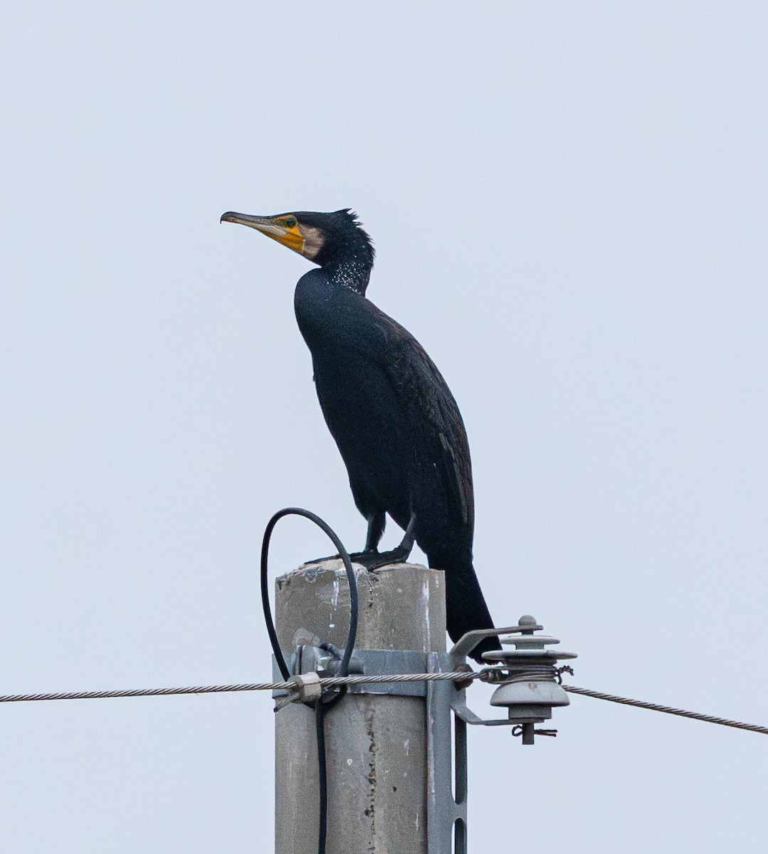 storskarv - ML647401600