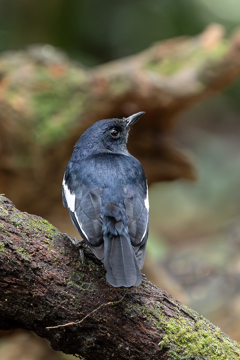 orientskjæreskvett - ML647401601