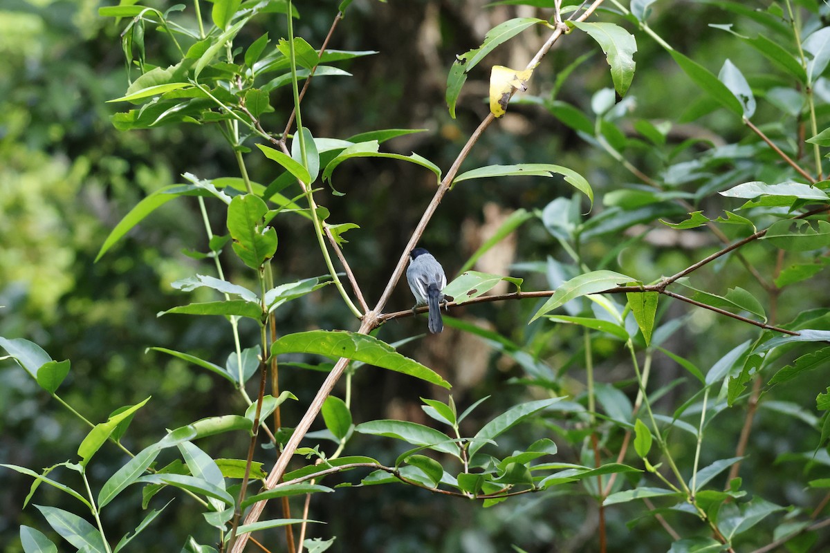 hvitbrynmyggsmett - ML647401602