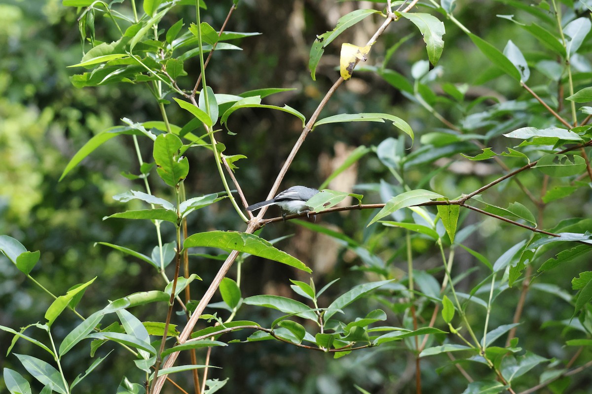 White-browed Gnatcatcher - ML647401603