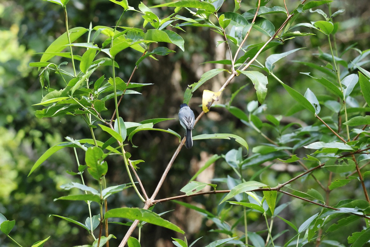 White-browed Gnatcatcher - ML647401604