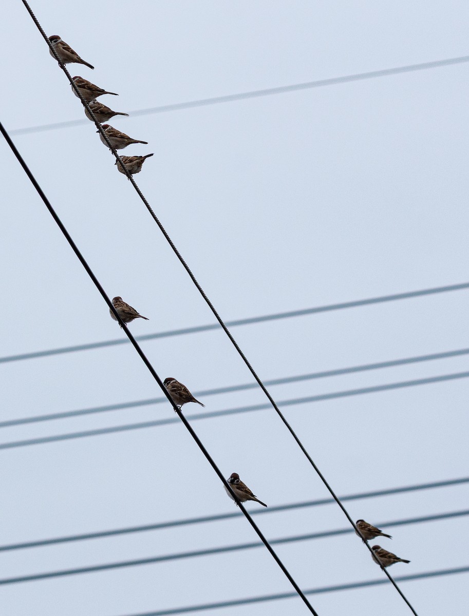 pilfink - ML647401606