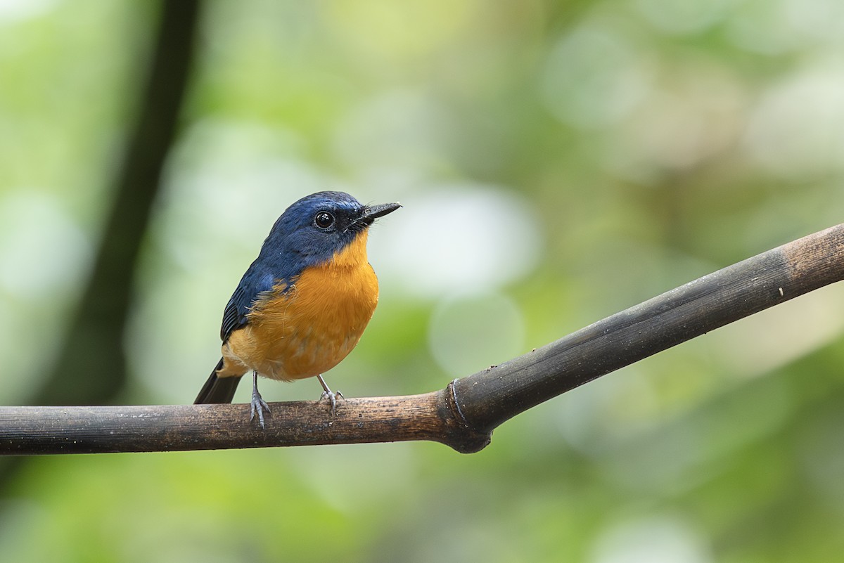 dayakfluesnapper - ML647401611