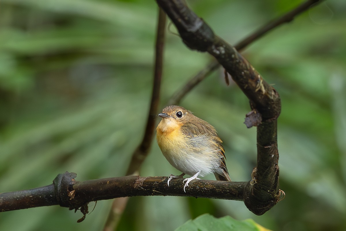 Papamoscas Pechirrufo - ML647401615