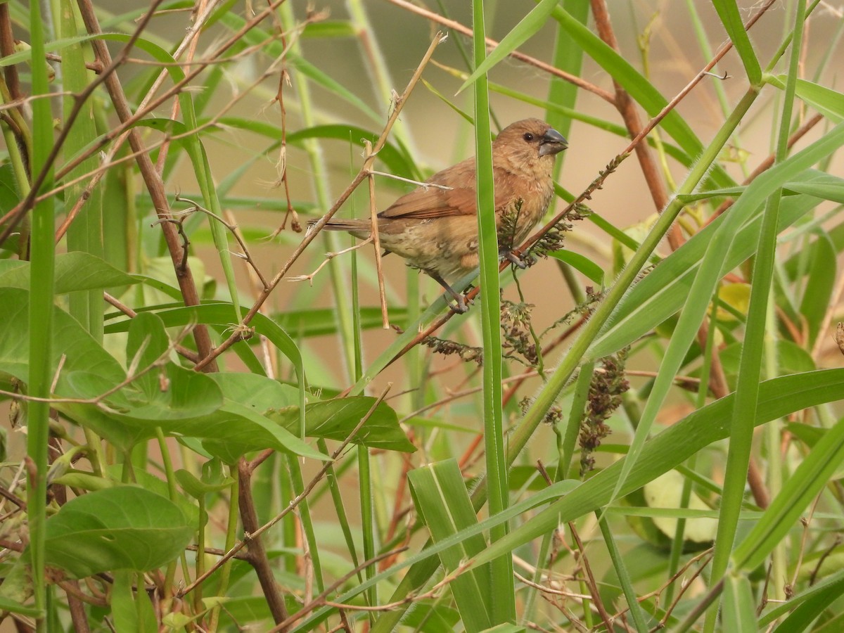 斑文鳥 - ML647401619