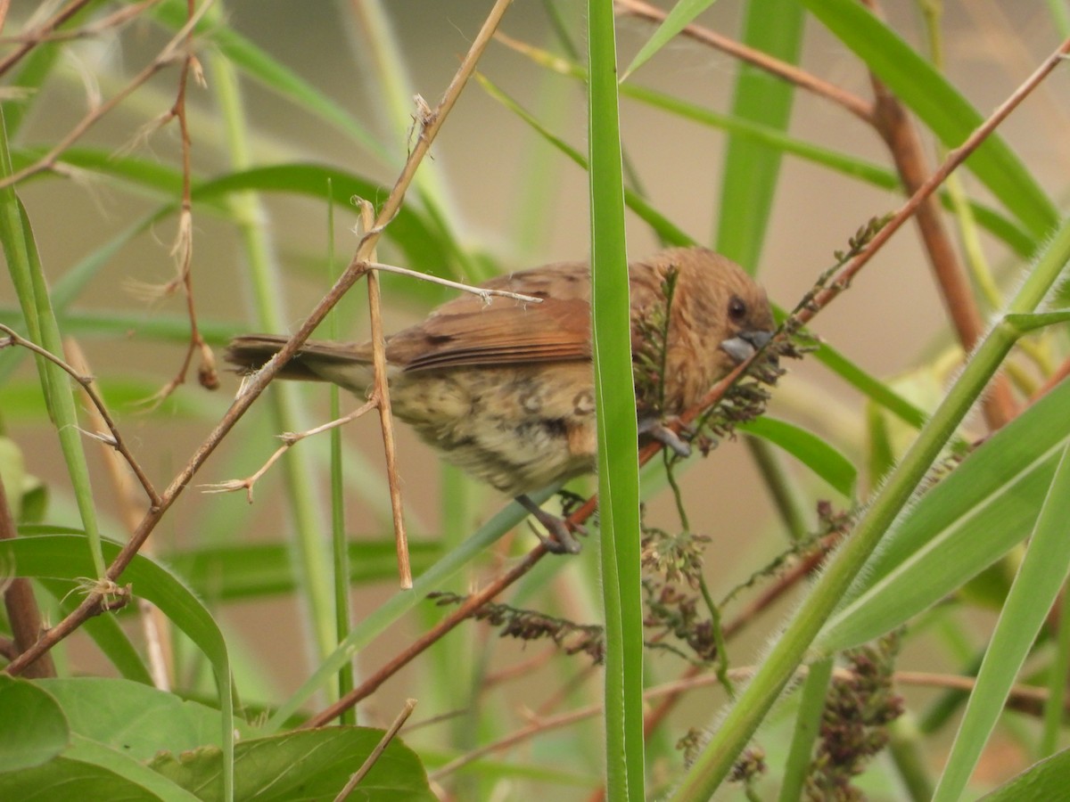 斑文鳥 - ML647401620