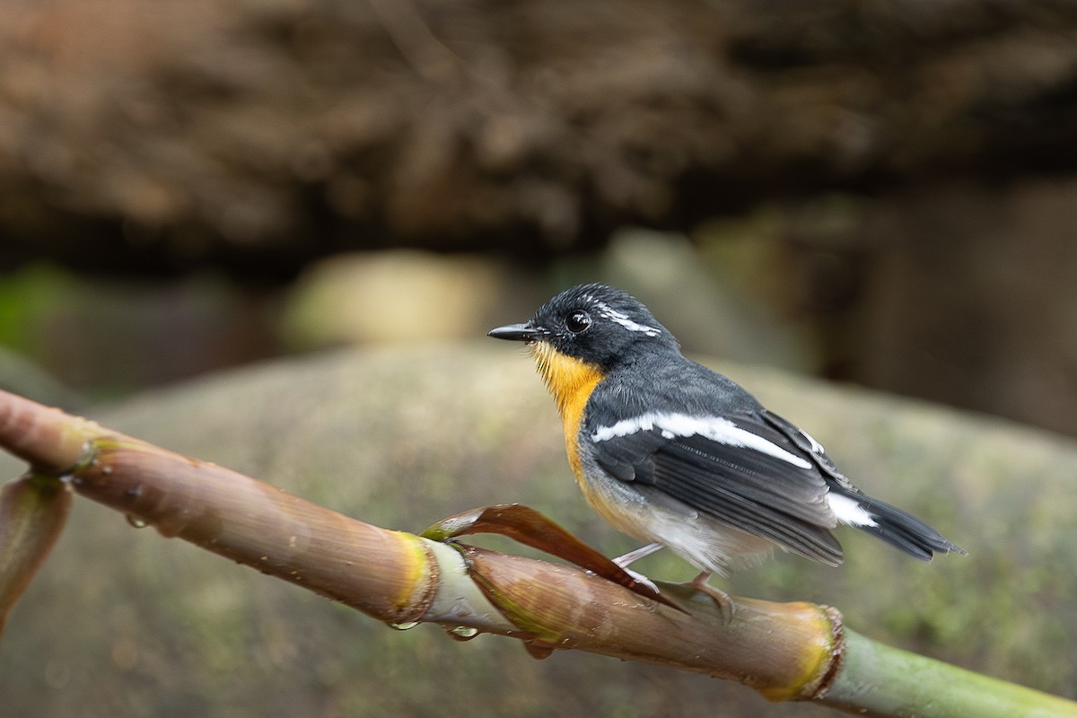 Papamoscas Pechirrufo - ML647401625