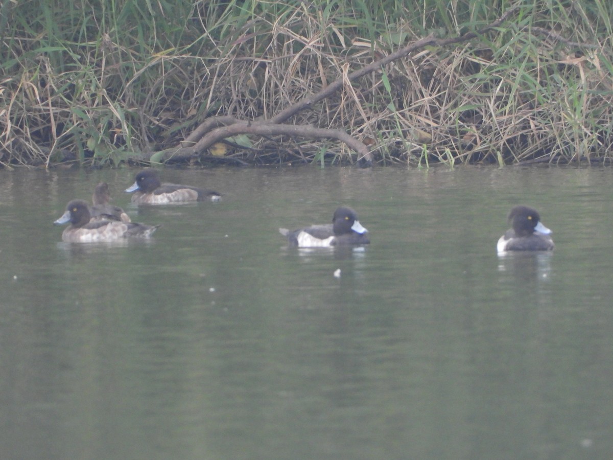 鳳頭潛鴨 - ML647401634