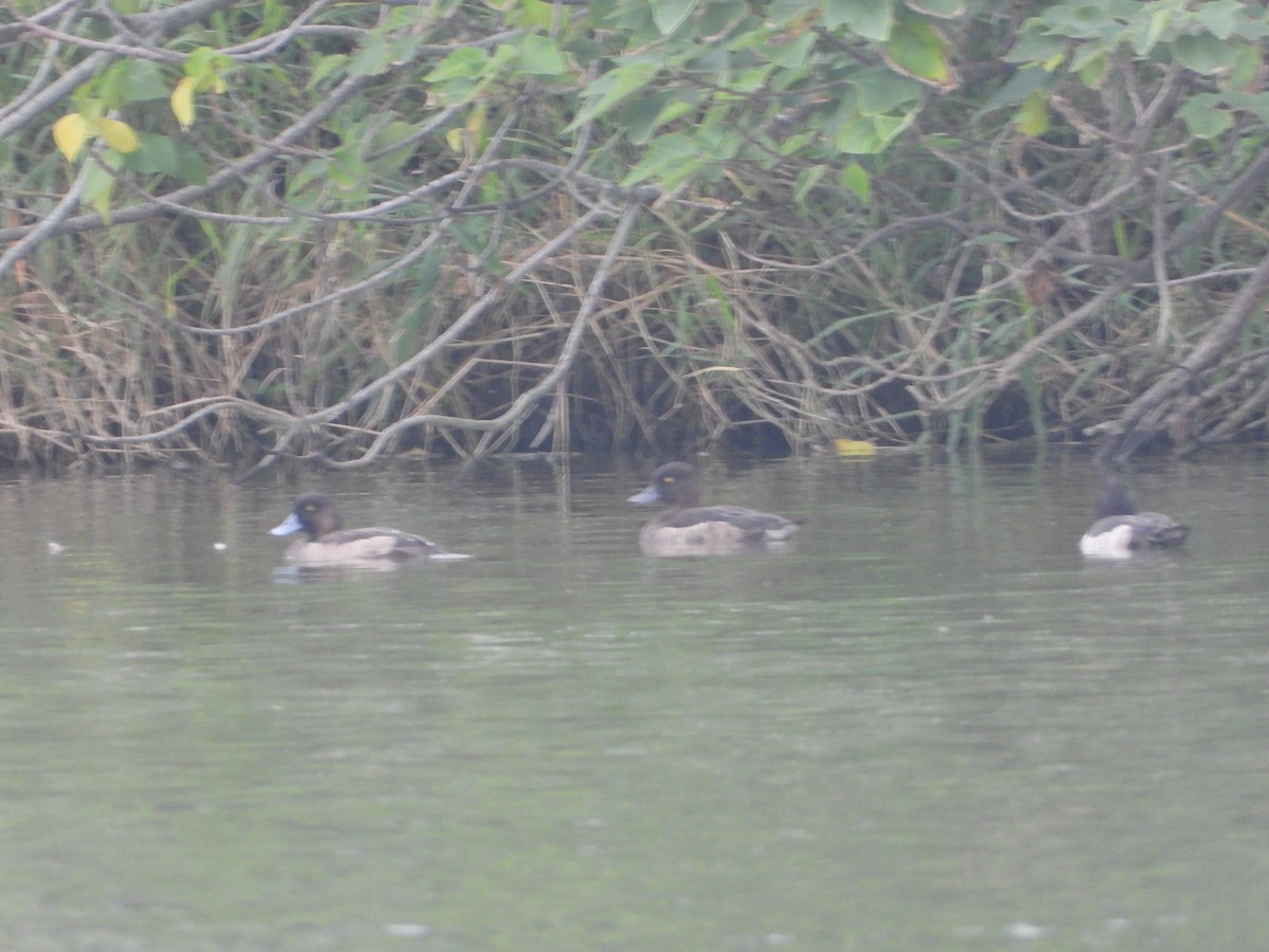 鳳頭潛鴨 - ML647401635