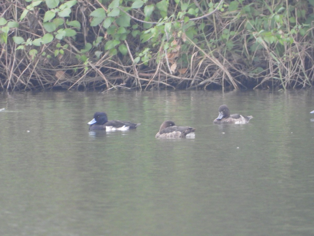 鳳頭潛鴨 - ML647401636