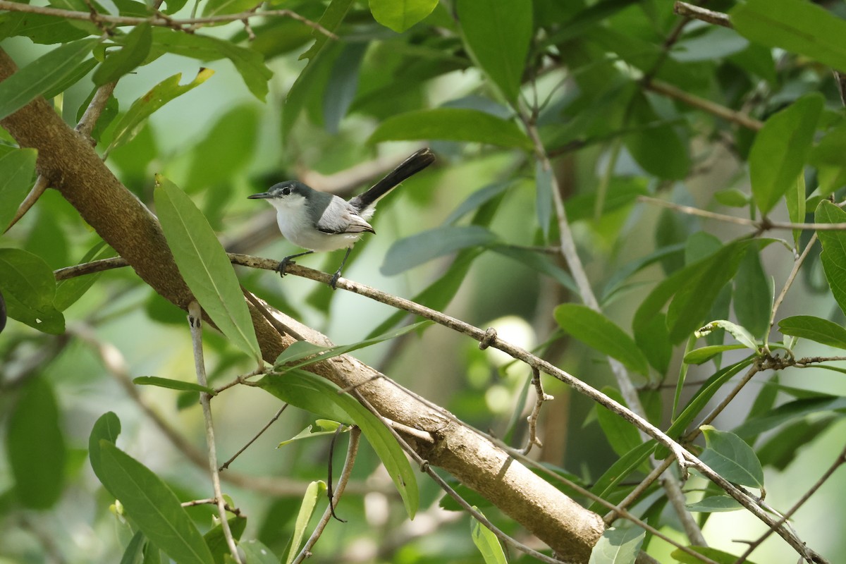 White-browed Gnatcatcher - ML647401659
