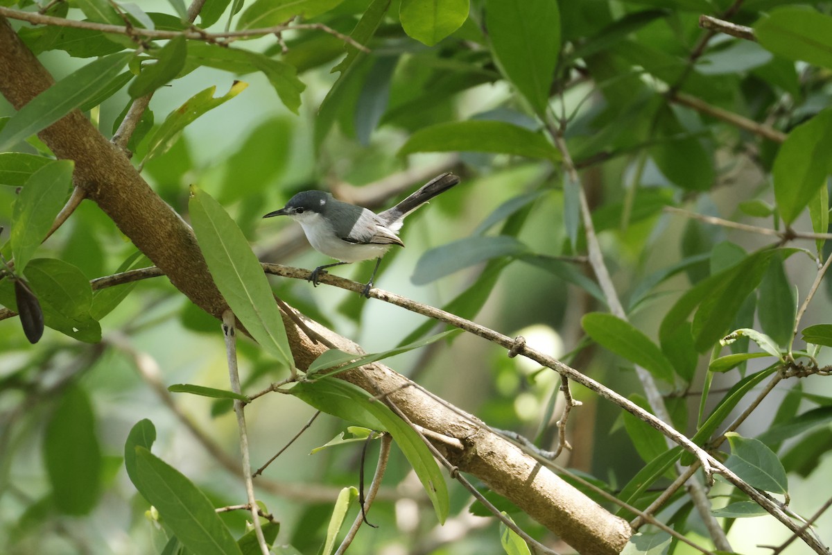 White-browed Gnatcatcher - ML647401660