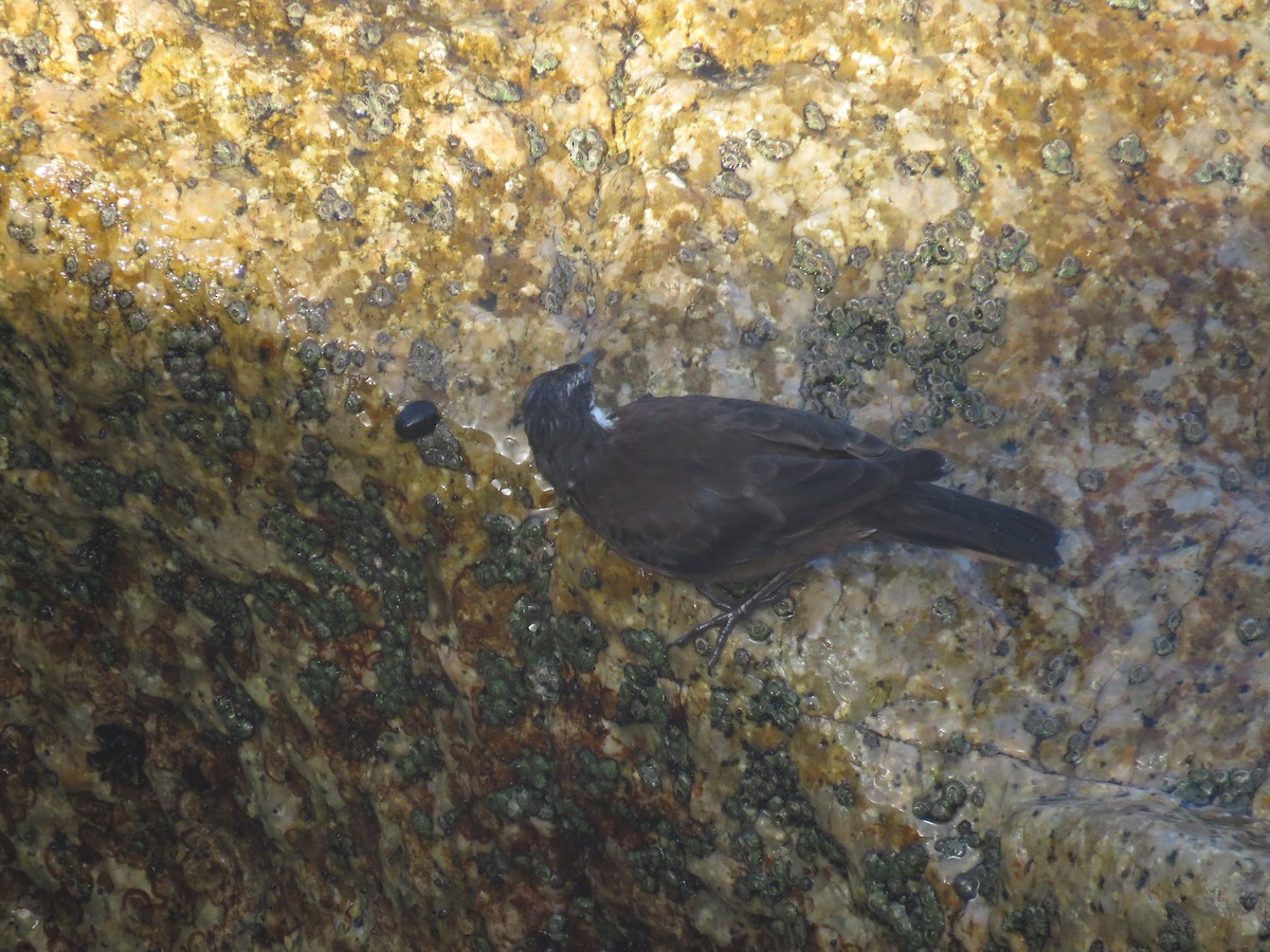 Seaside Cinclodes - ML647401692