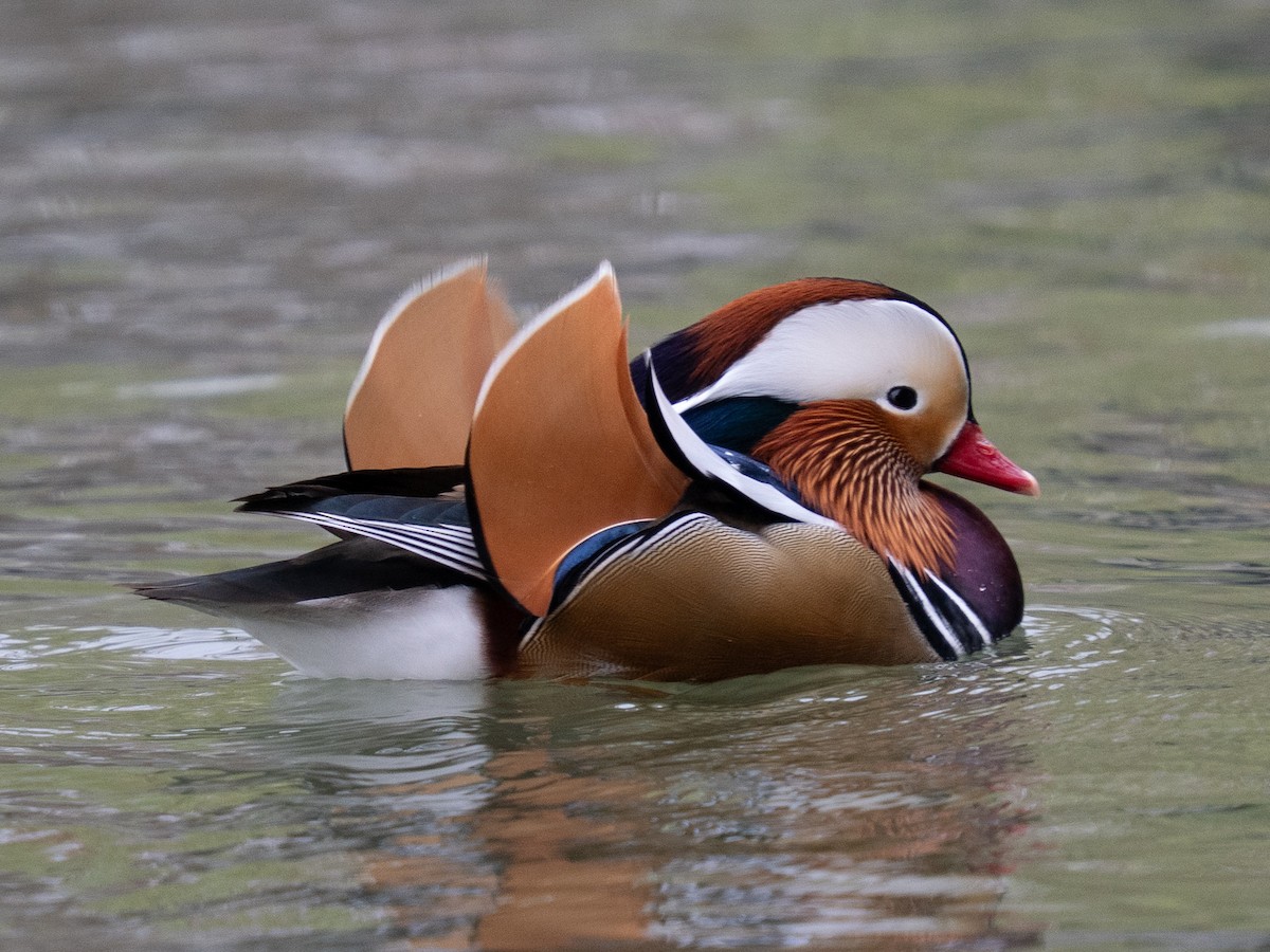 Pato Mandarín - ML647401718