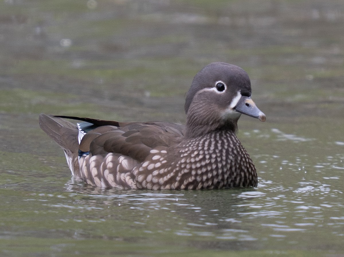 Pato Mandarín - ML647401726