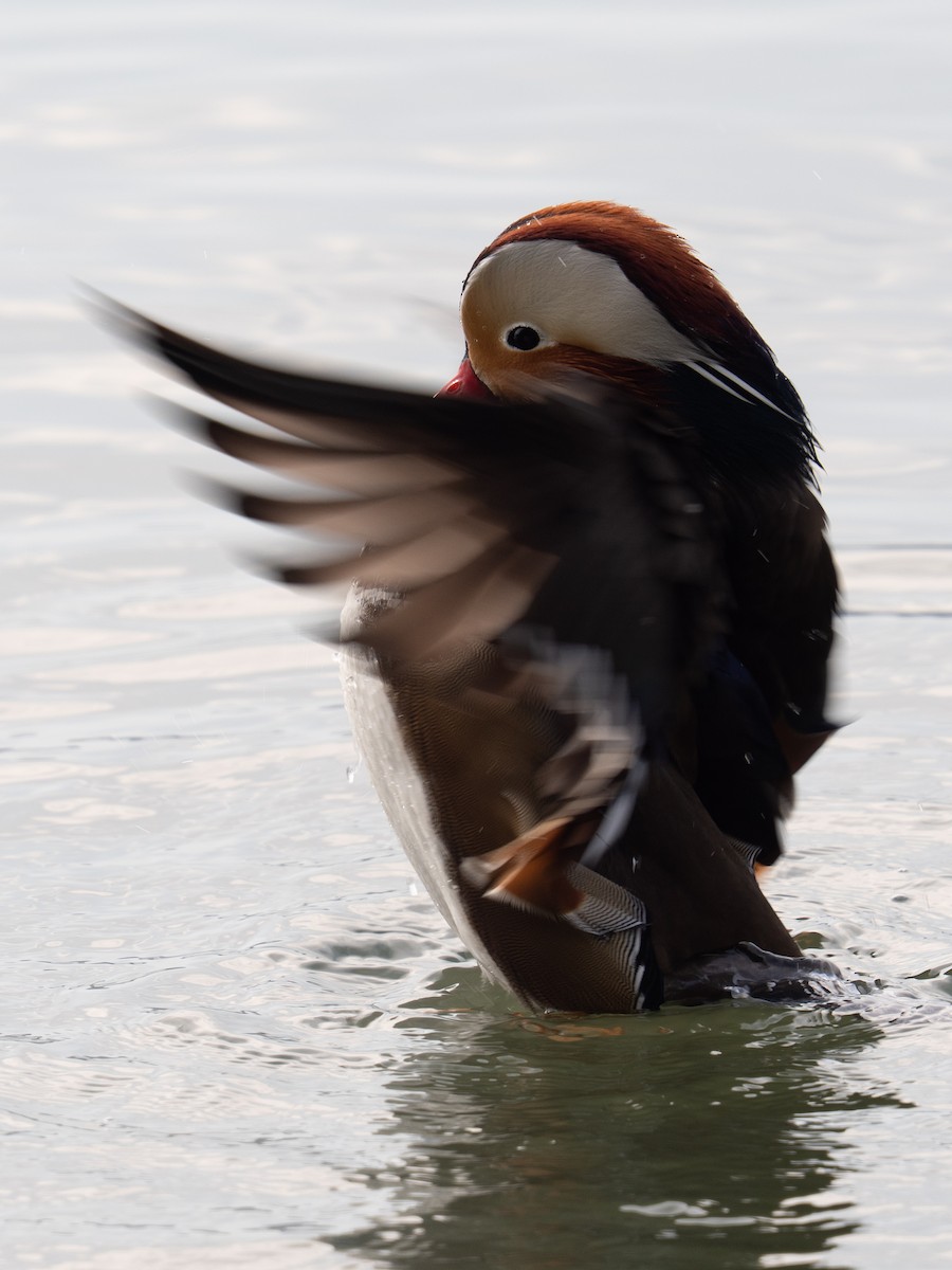 Pato Mandarín - ML647401733