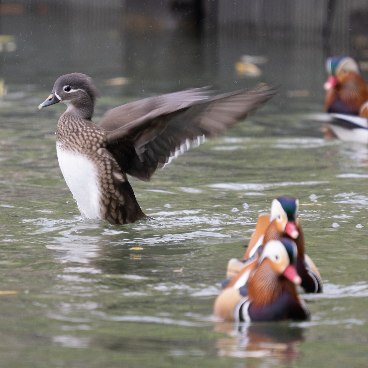 Pato Mandarín - ML647401735