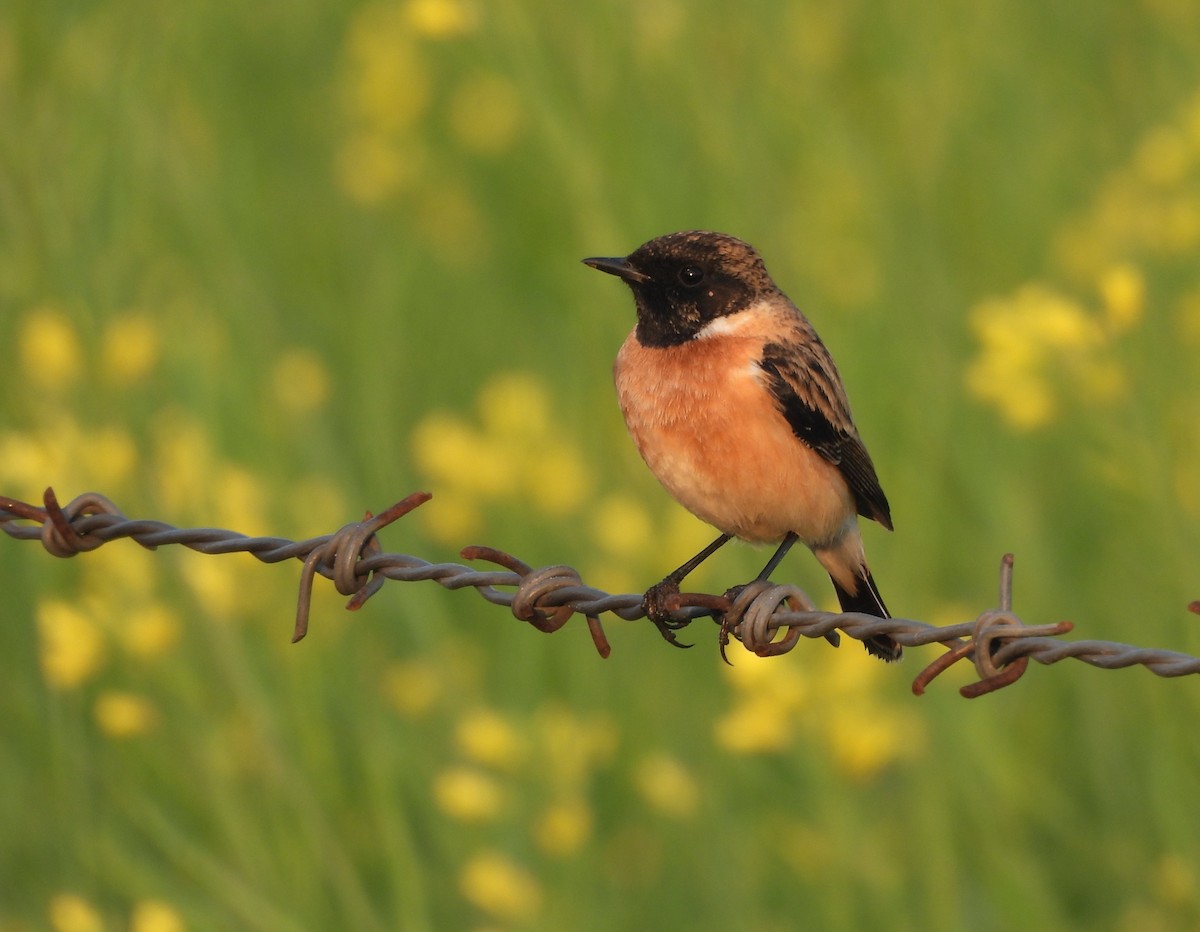 bramborníček sibiřský - ML647401746