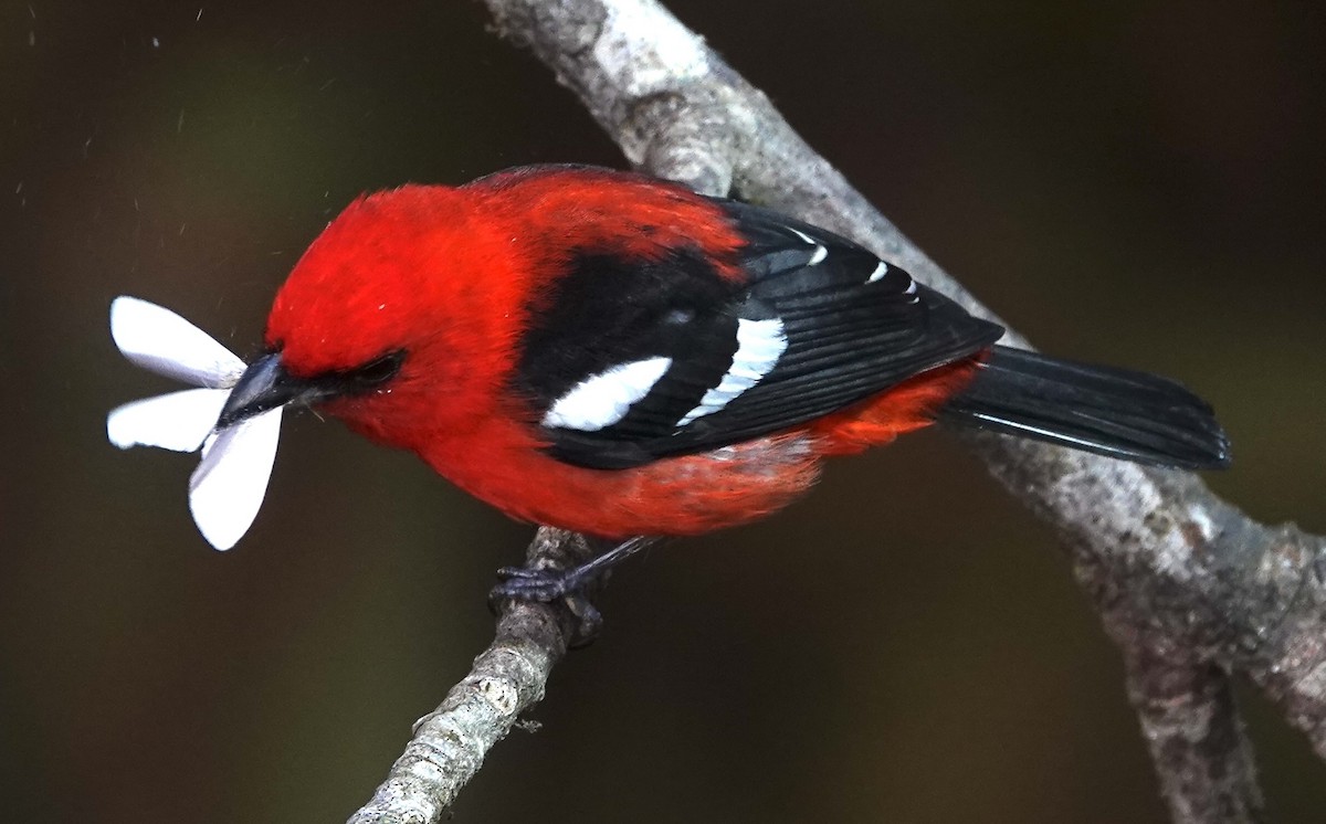 båndpiranga - ML647401766