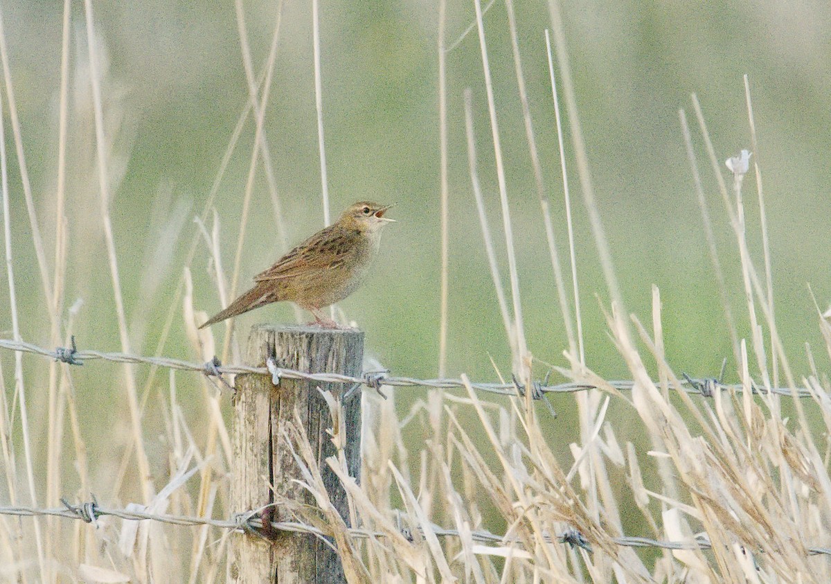 חרגולן מנומר - ML647401773