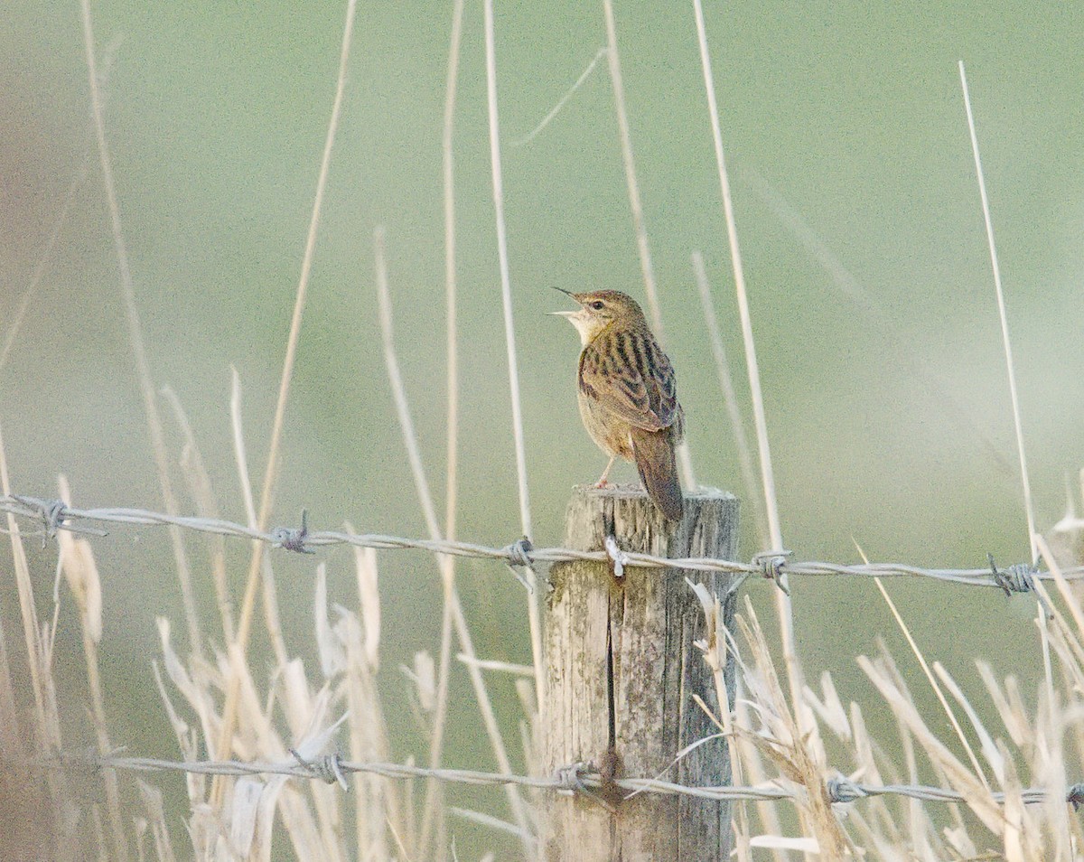 חרגולן מנומר - ML647401774
