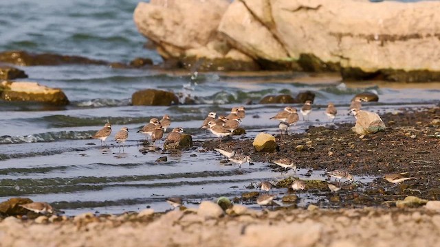 Txirritxo hankabeltza - ML647401775