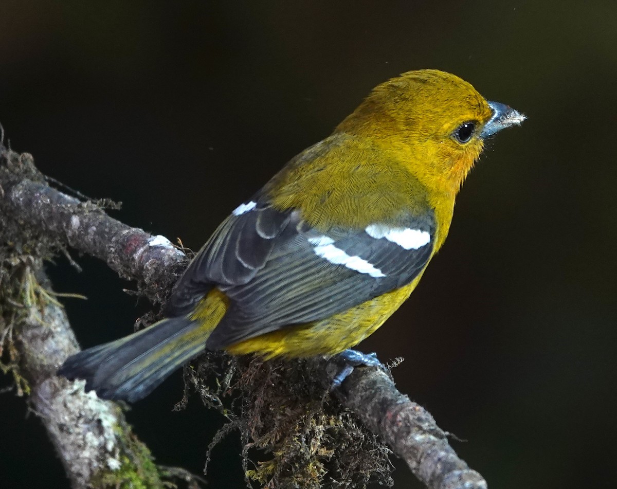 båndpiranga - ML647401778