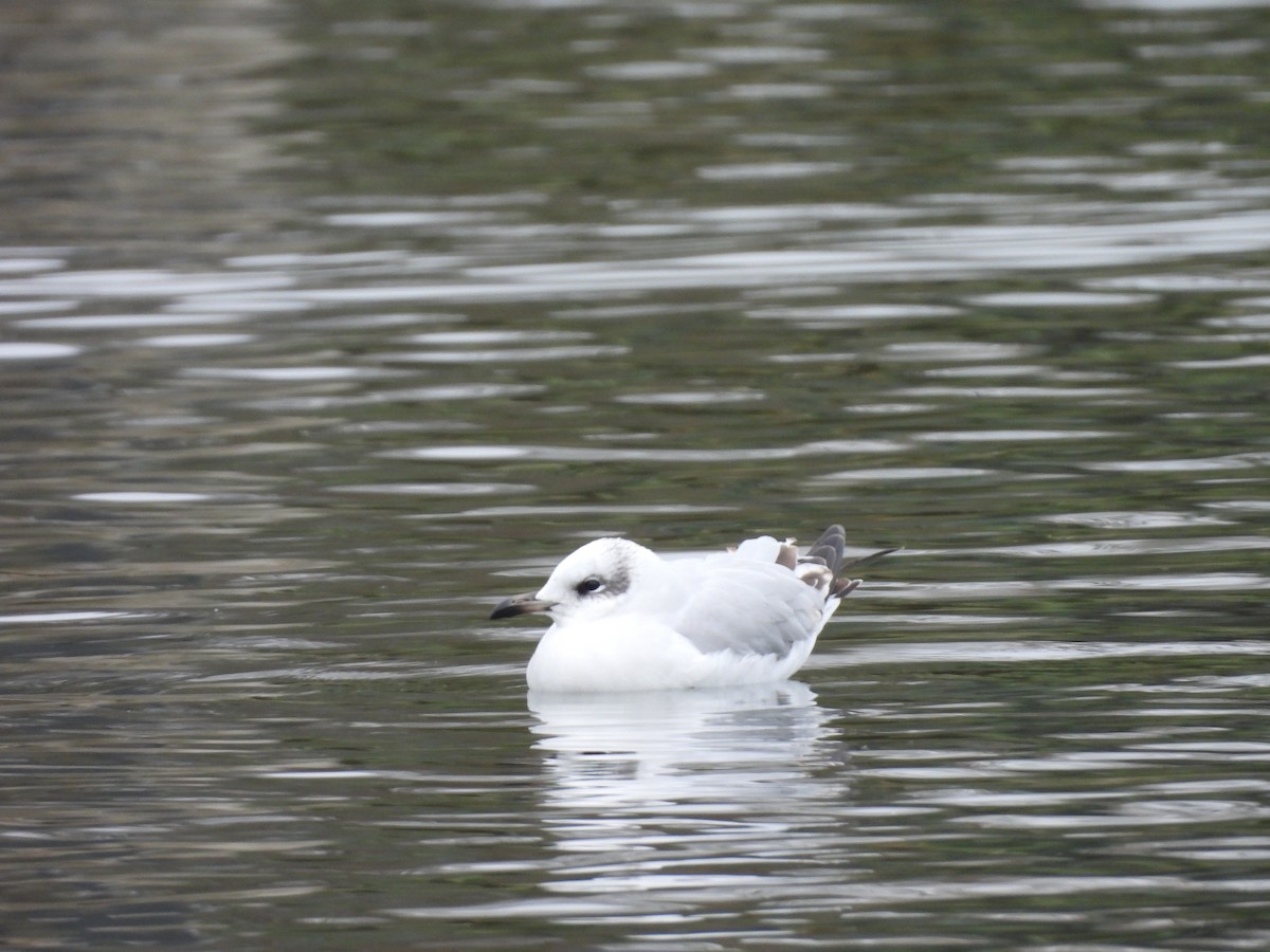 Mediterranean Gull - ML647401784